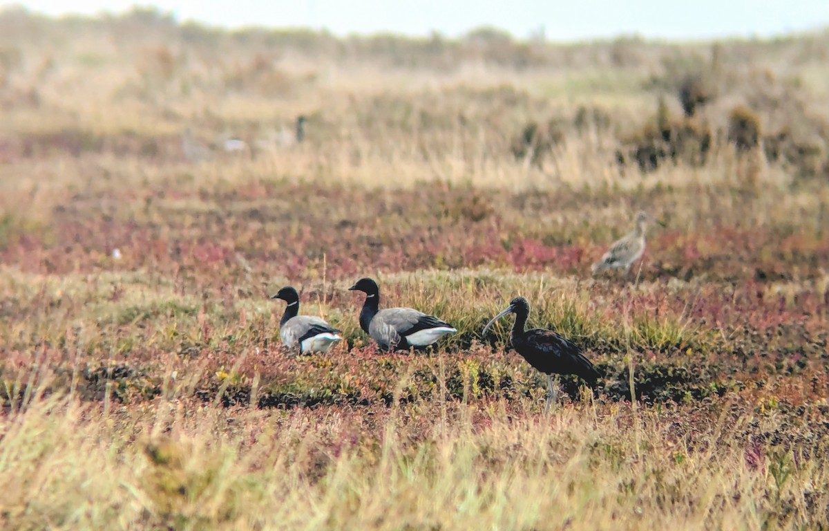 bronseibis - ML643554019