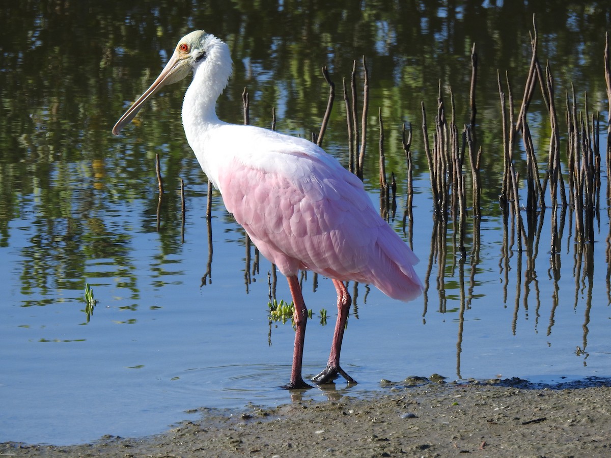 rosenskjestork - ML643554022