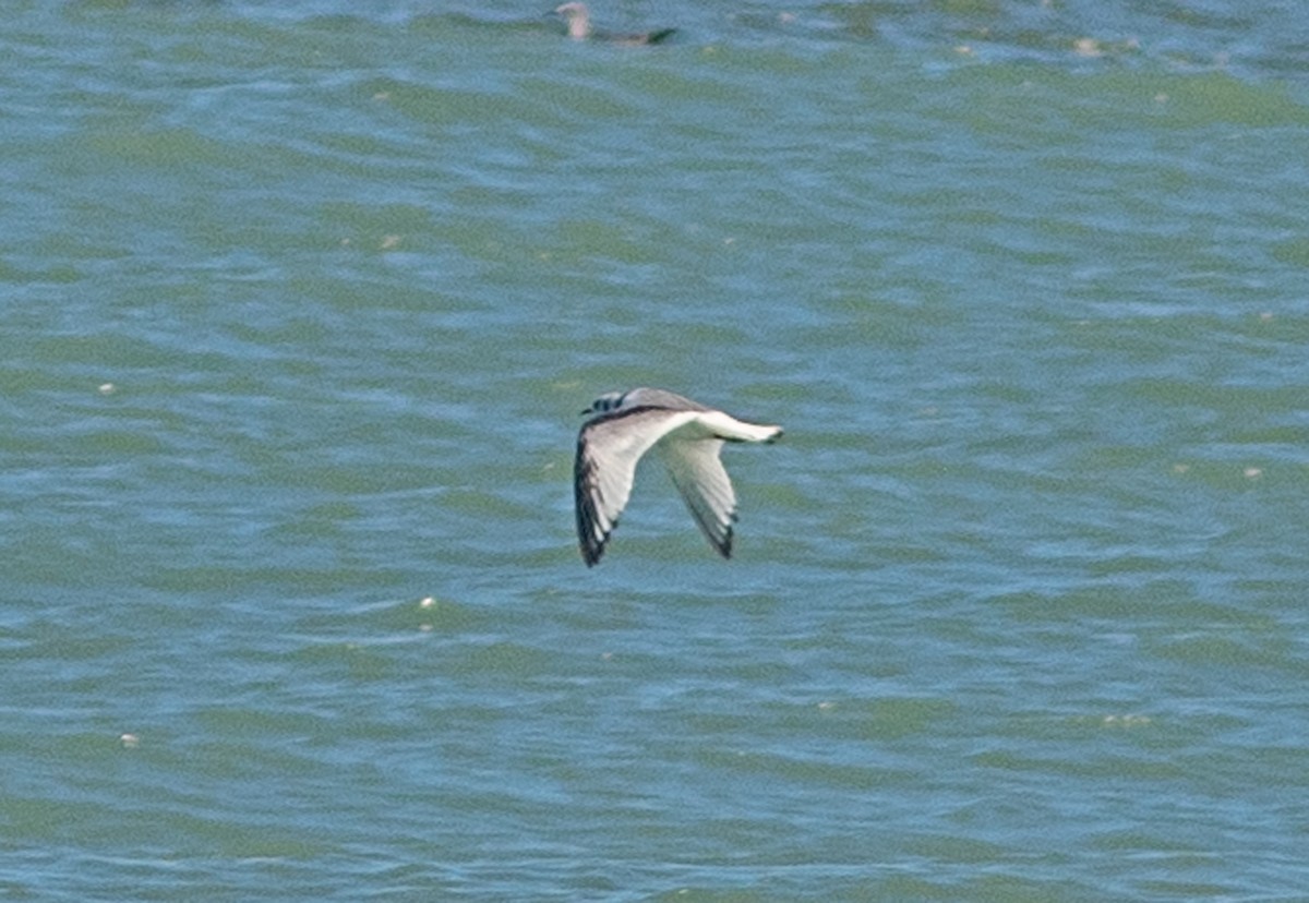 Black-legged Kittiwake - ML643554027