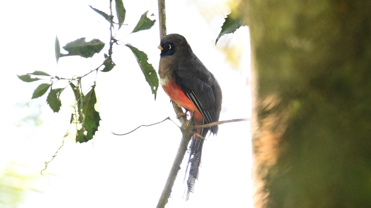 trogon škraboškový - ML643554030