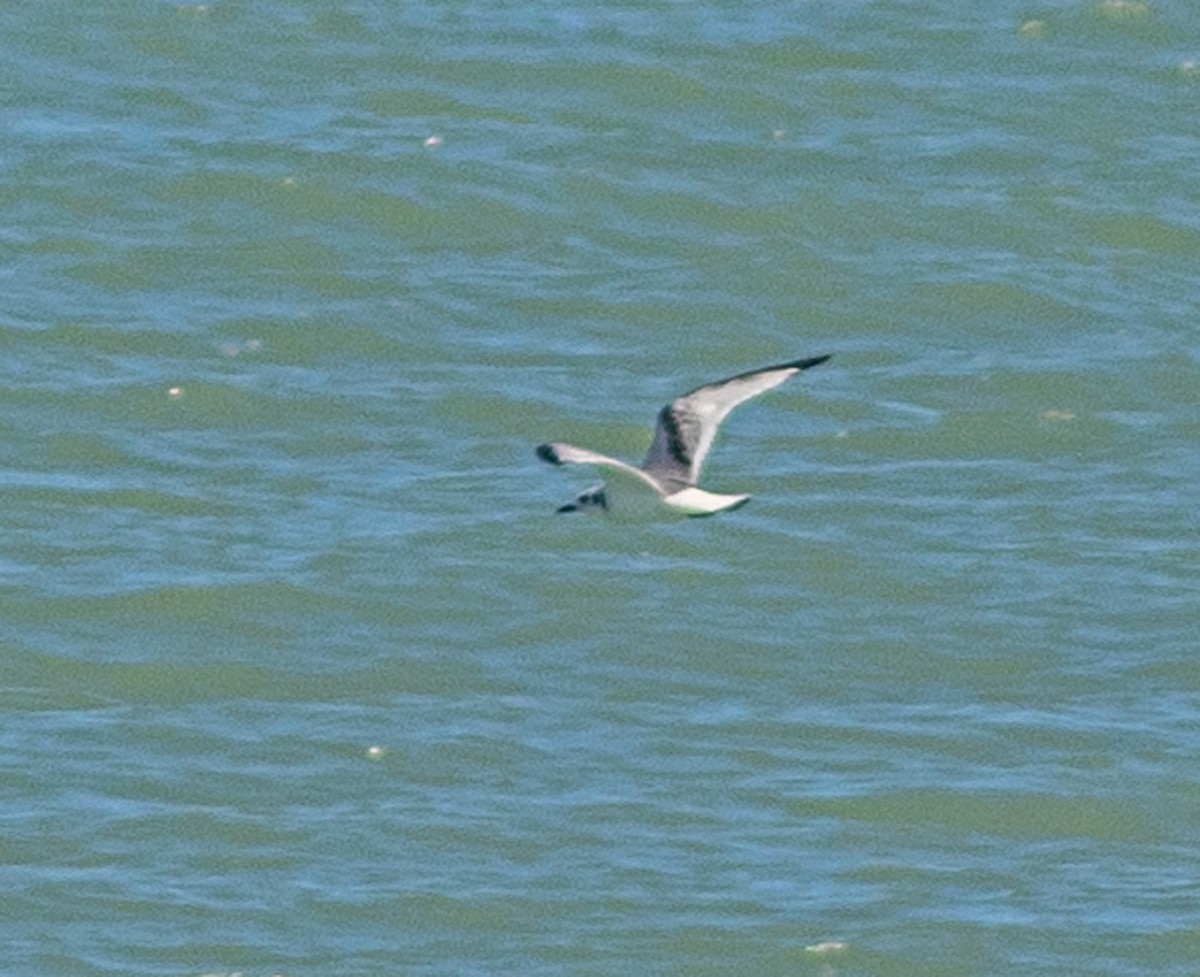Black-legged Kittiwake - ML643554034