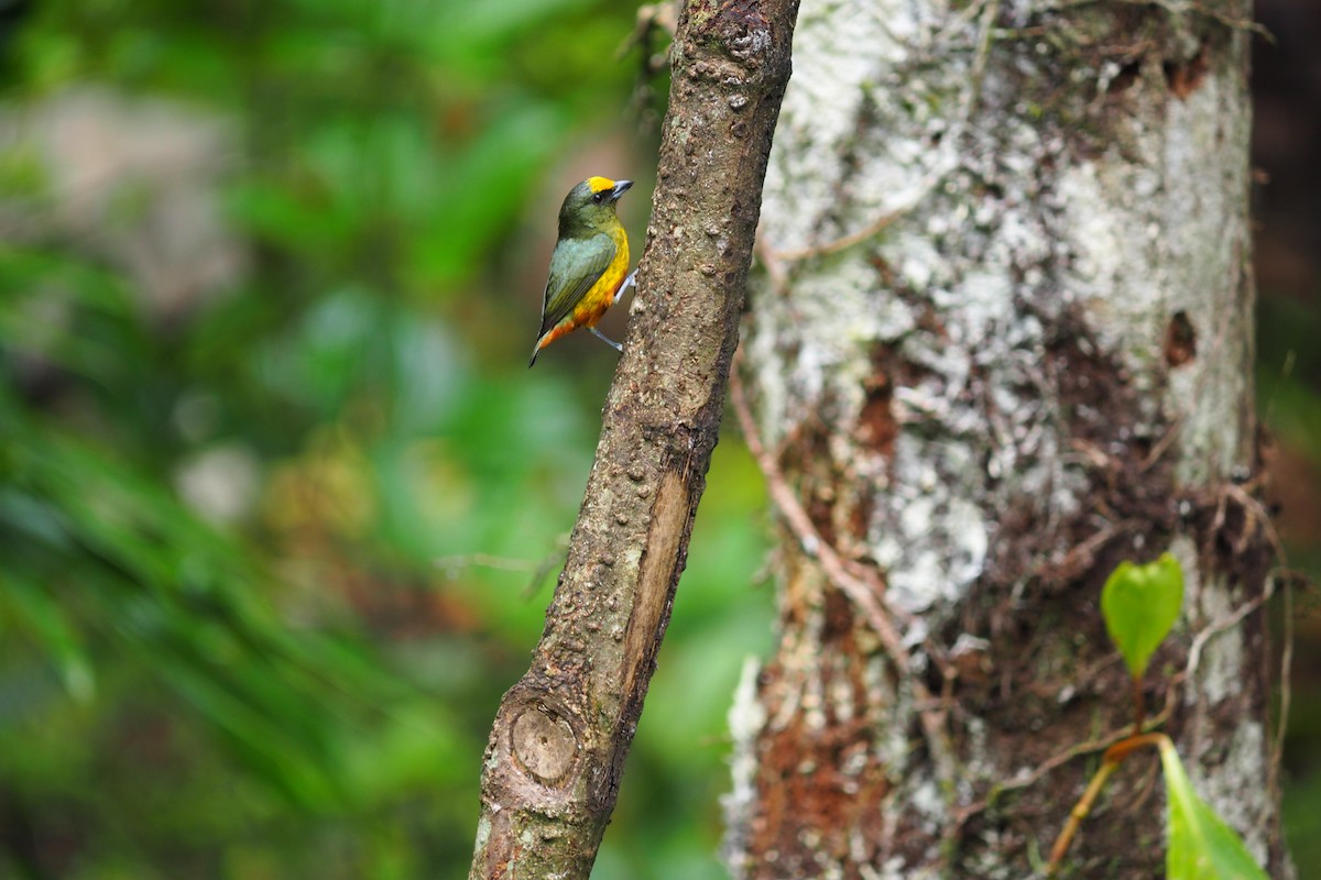 Olive-backed Euphonia - ML643554035