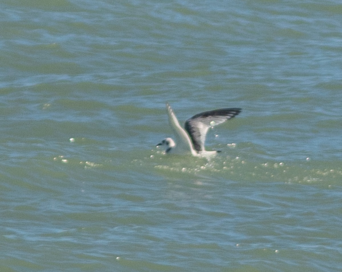 Black-legged Kittiwake - ML643554036