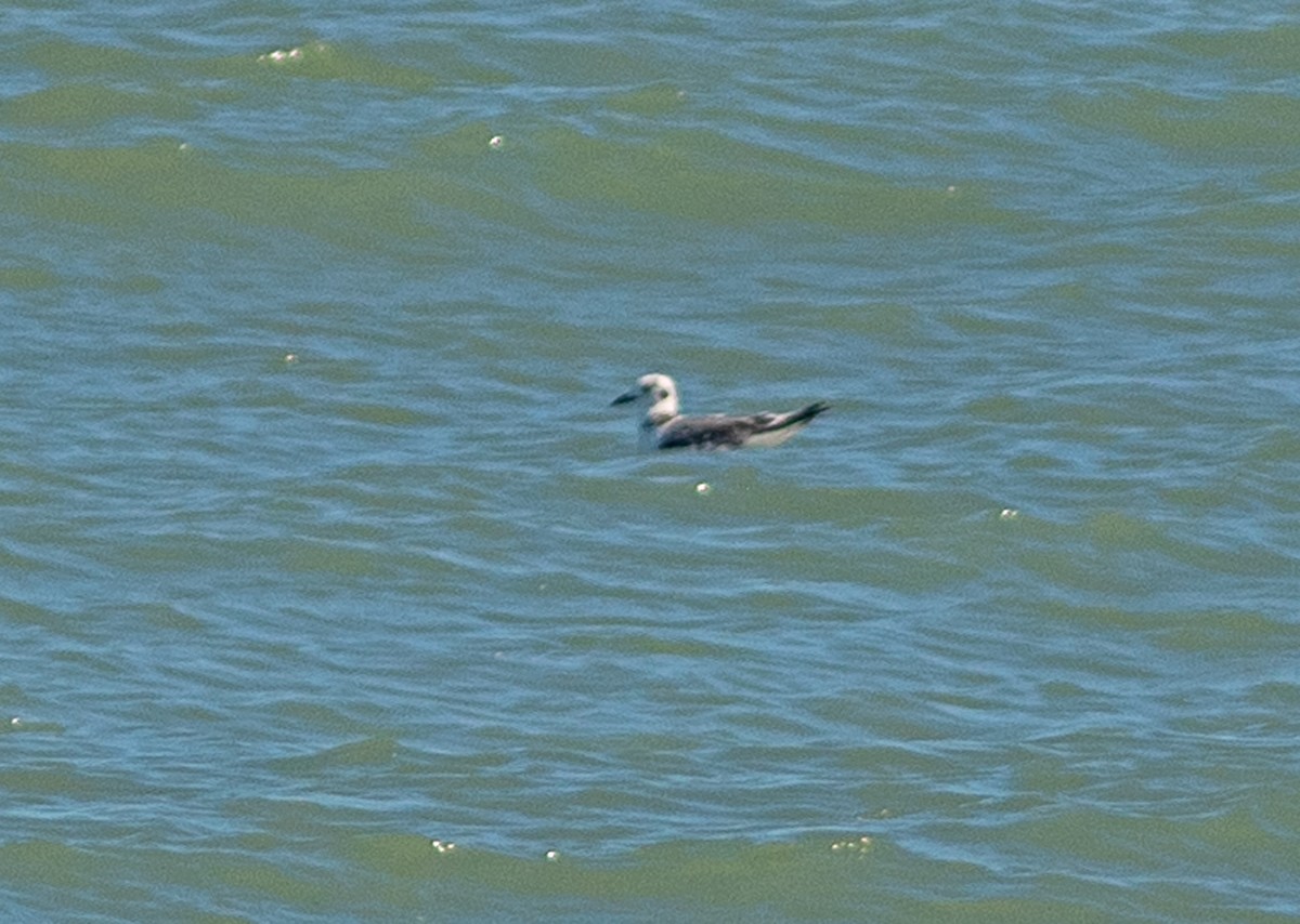 Black-legged Kittiwake - ML643554061