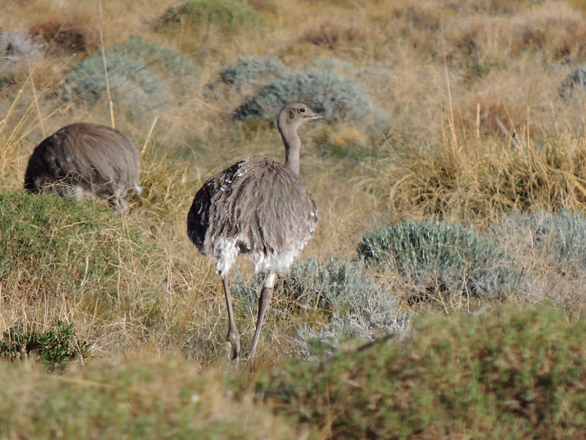 Lesser Rhea - ML643554066
