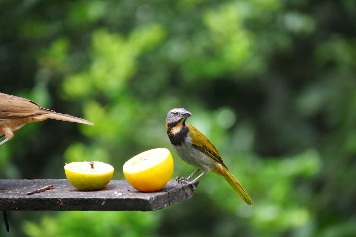 Buff-throated Saltator - ML643554074