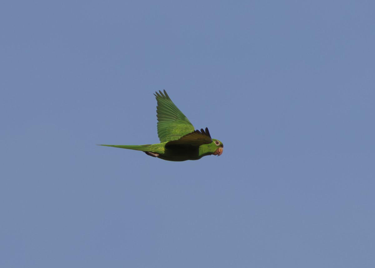 White-eyed Parakeet - ML643554075