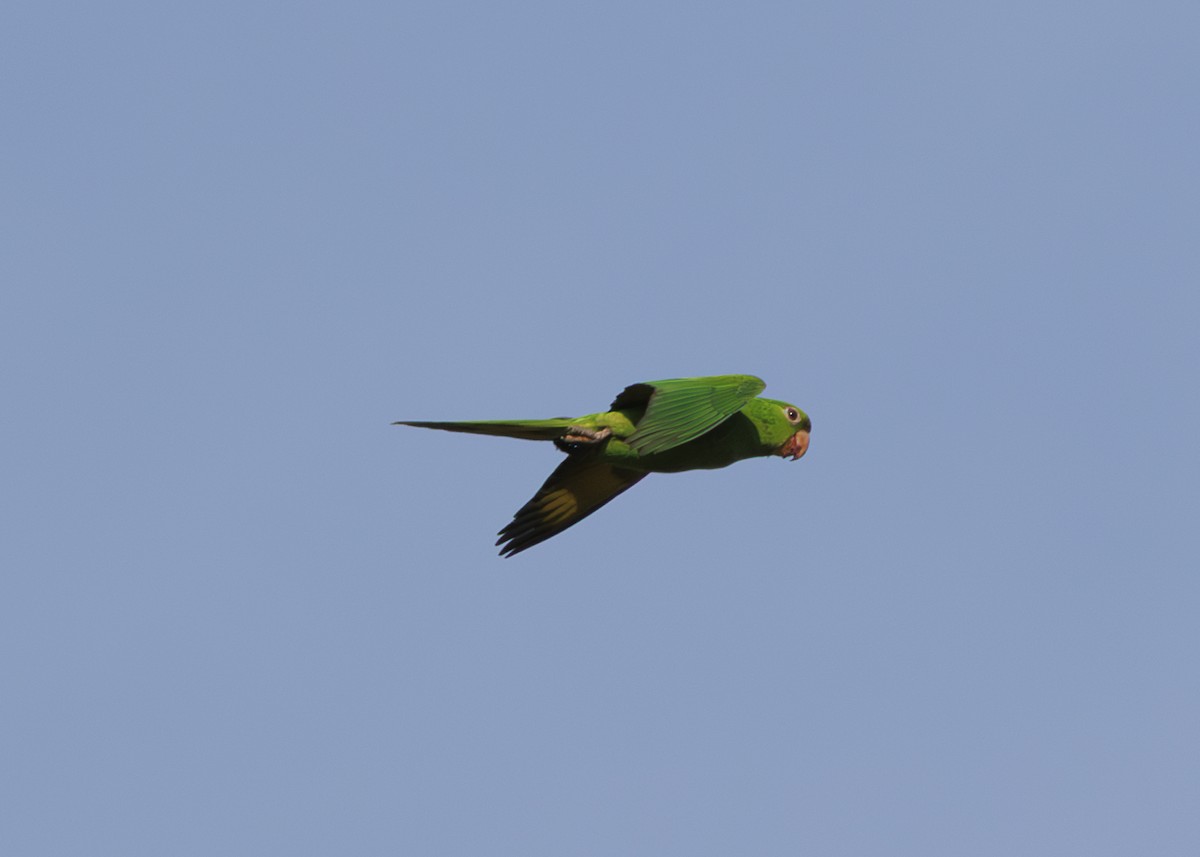 White-eyed Parakeet - ML643554076