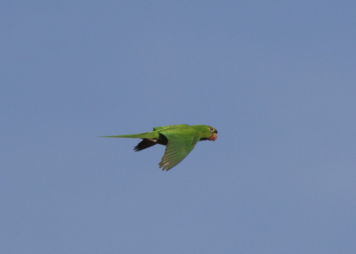 White-eyed Parakeet - ML643554077
