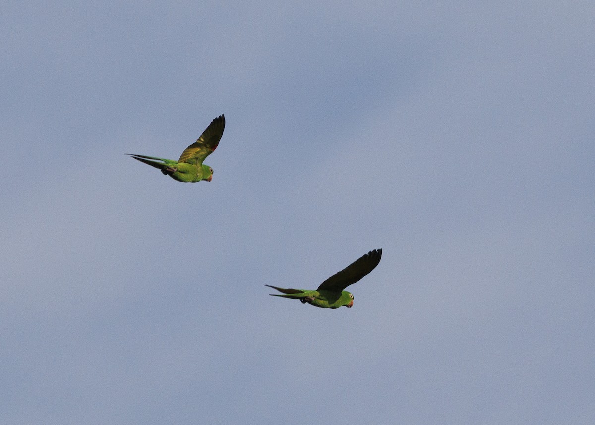White-eyed Parakeet - ML643554078
