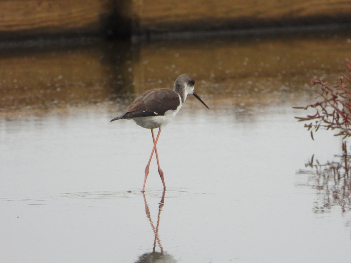 Black-winged Stilt - ML643554085