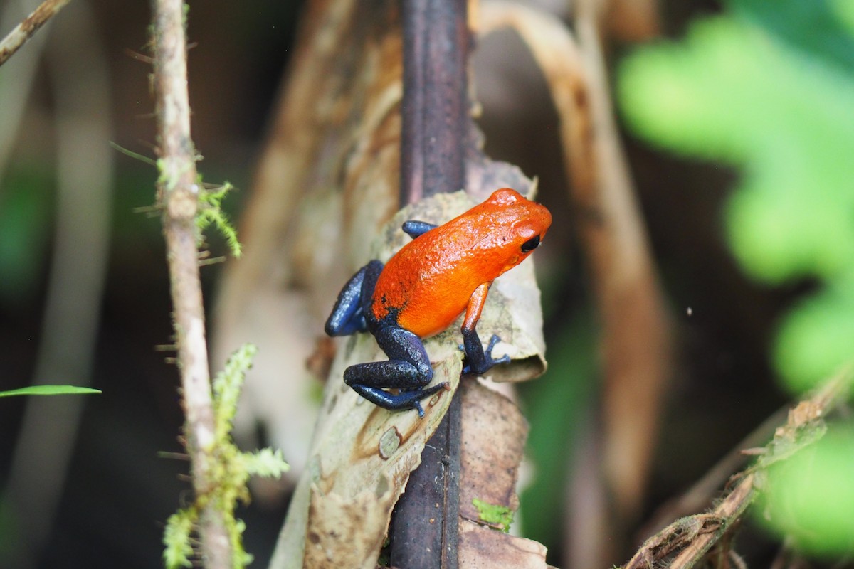 Strawberry Poison Dart Frog - ML643554089