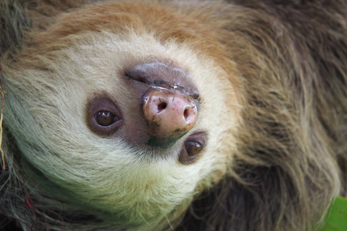 Hoffmann's Two-toed Sloth - ML643554091