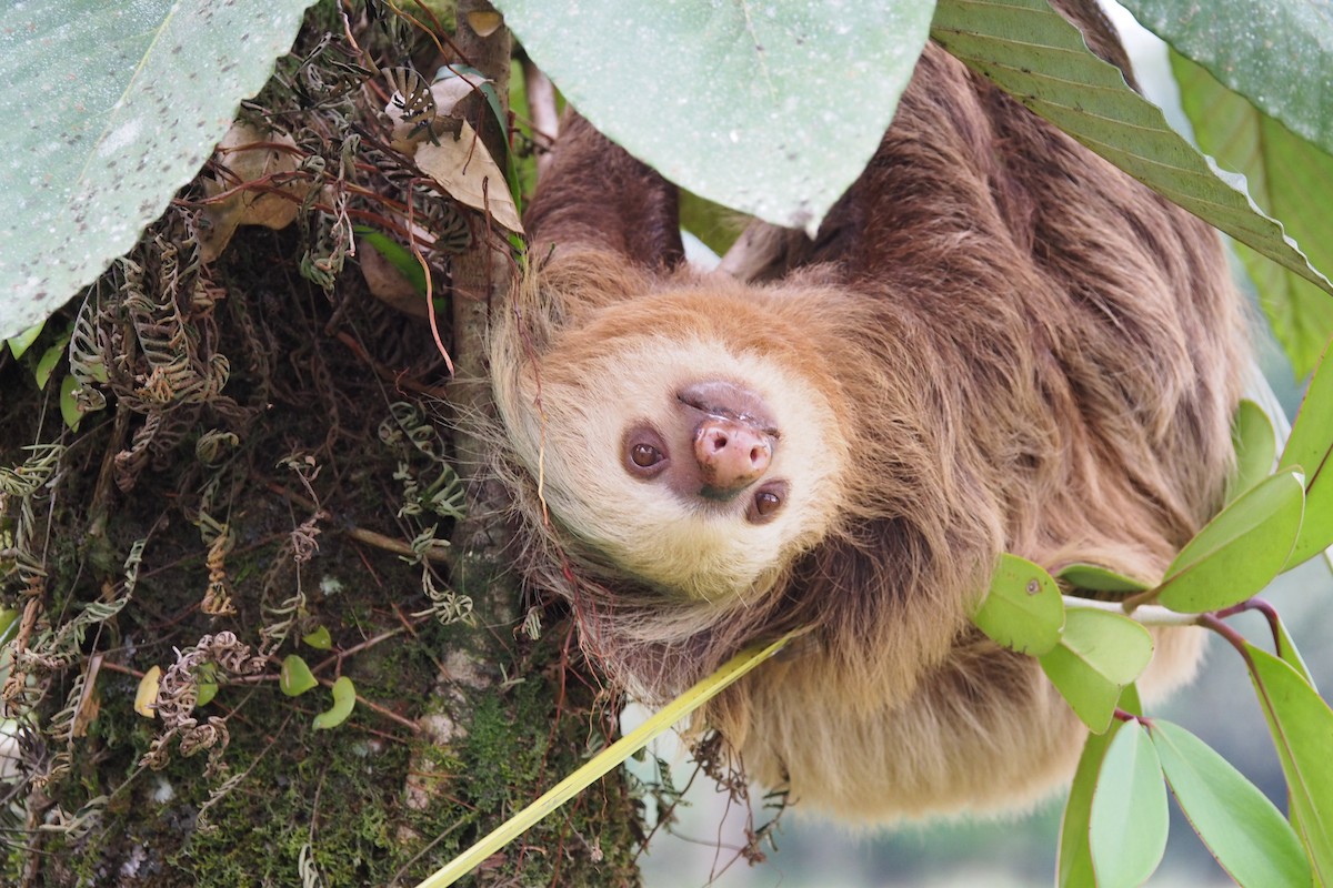 Hoffmann's Two-toed Sloth - ML643554092