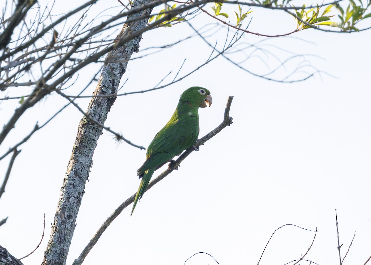 White-eyed Parakeet - ML643554093