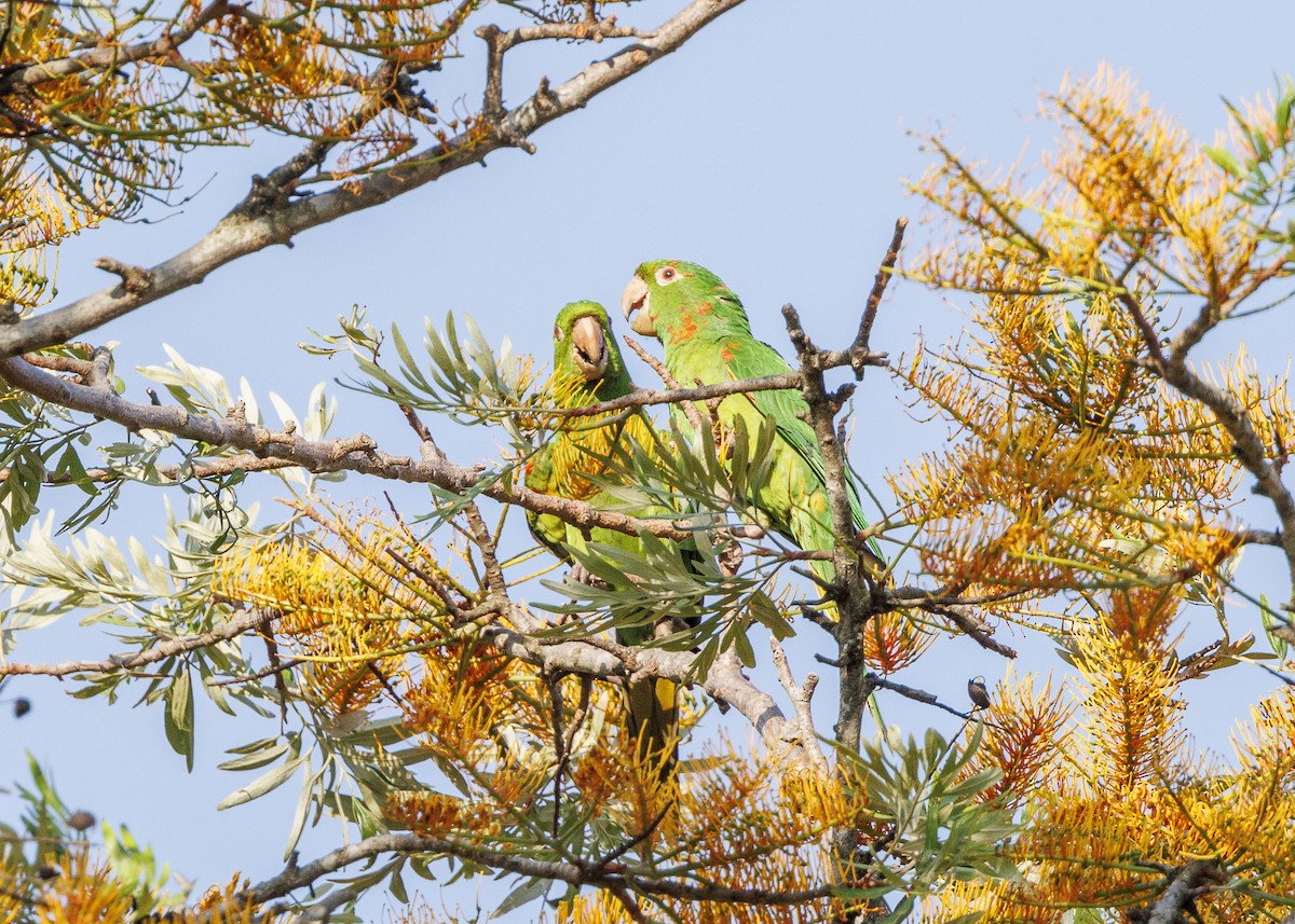 White-eyed Parakeet - ML643554095