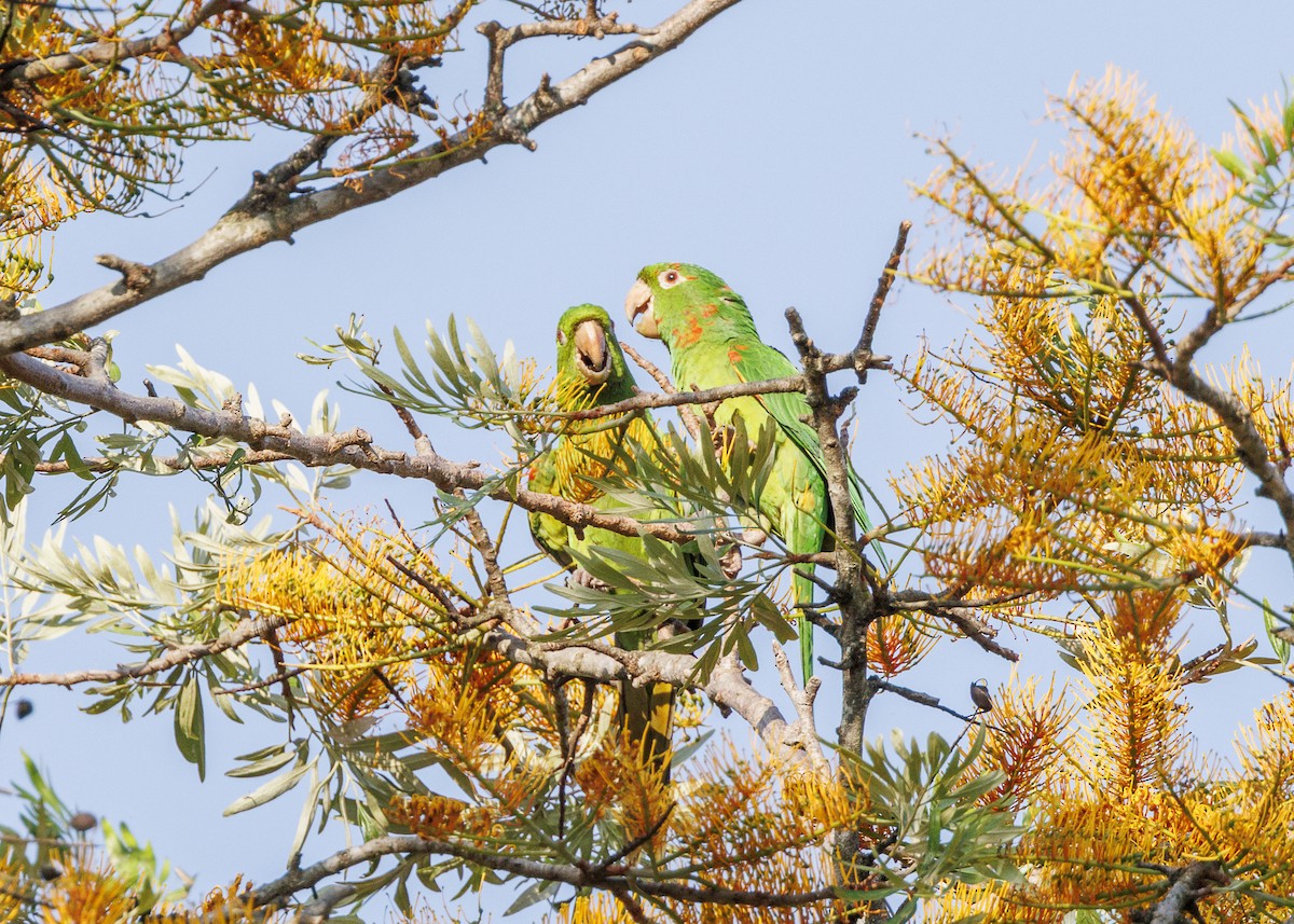 White-eyed Parakeet - ML643554096