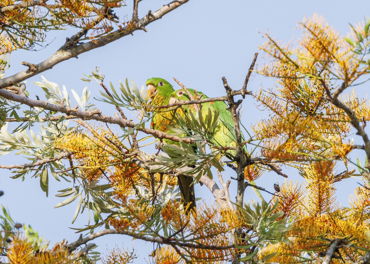 White-eyed Parakeet - ML643554097