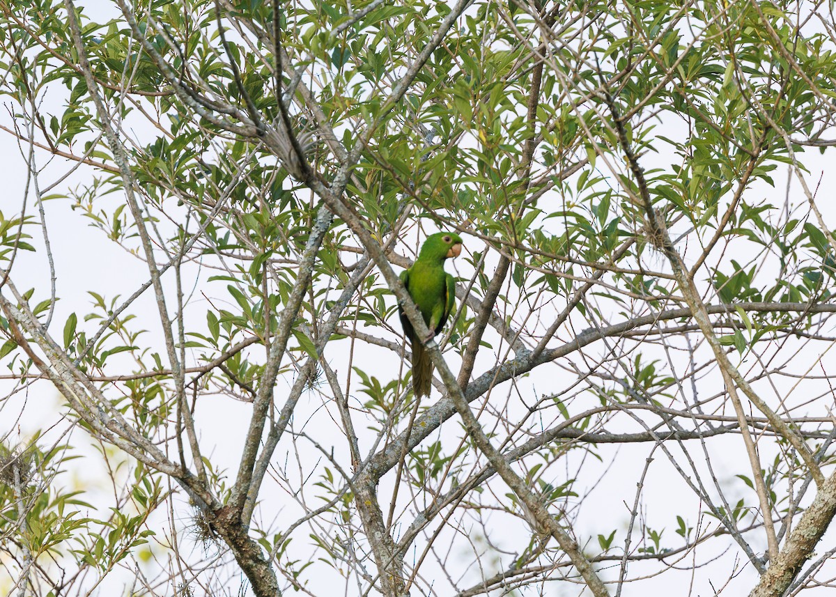 White-eyed Parakeet - ML643554098