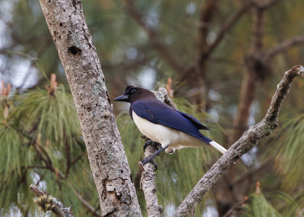 Curl-crested Jay - ML643554124