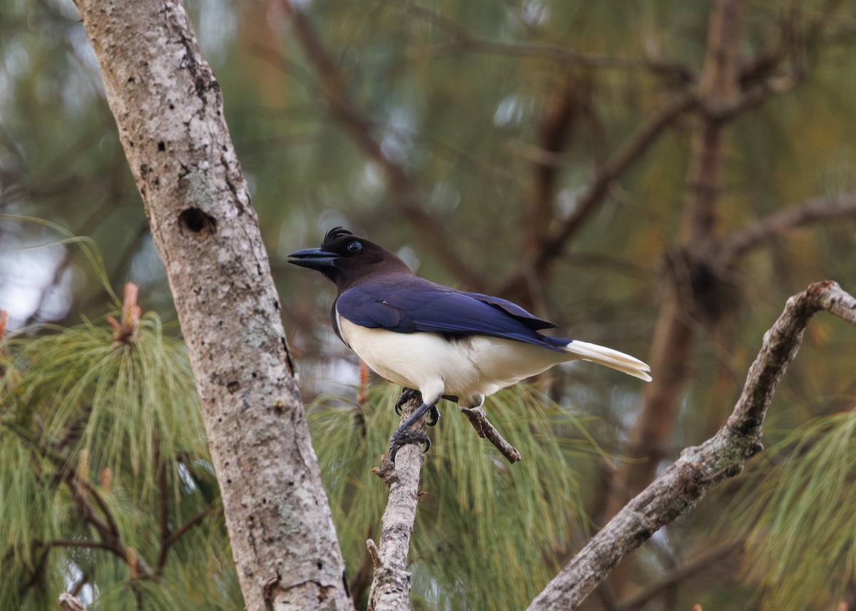 Curl-crested Jay - ML643554125
