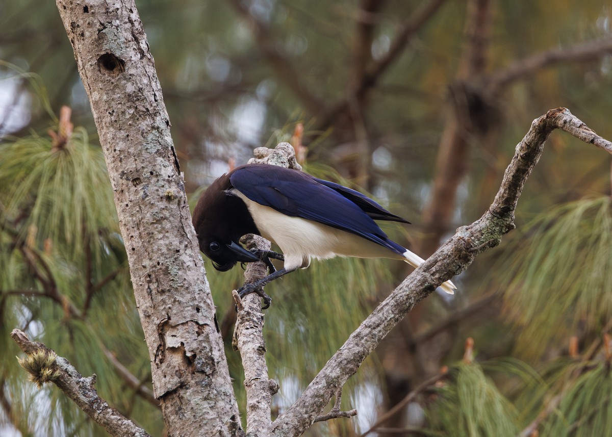 Curl-crested Jay - ML643554126