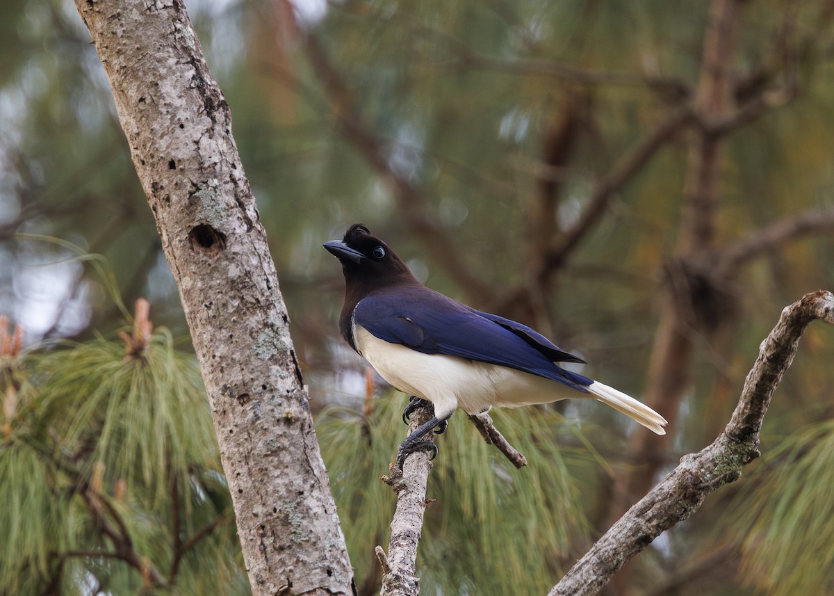 Curl-crested Jay - ML643554127