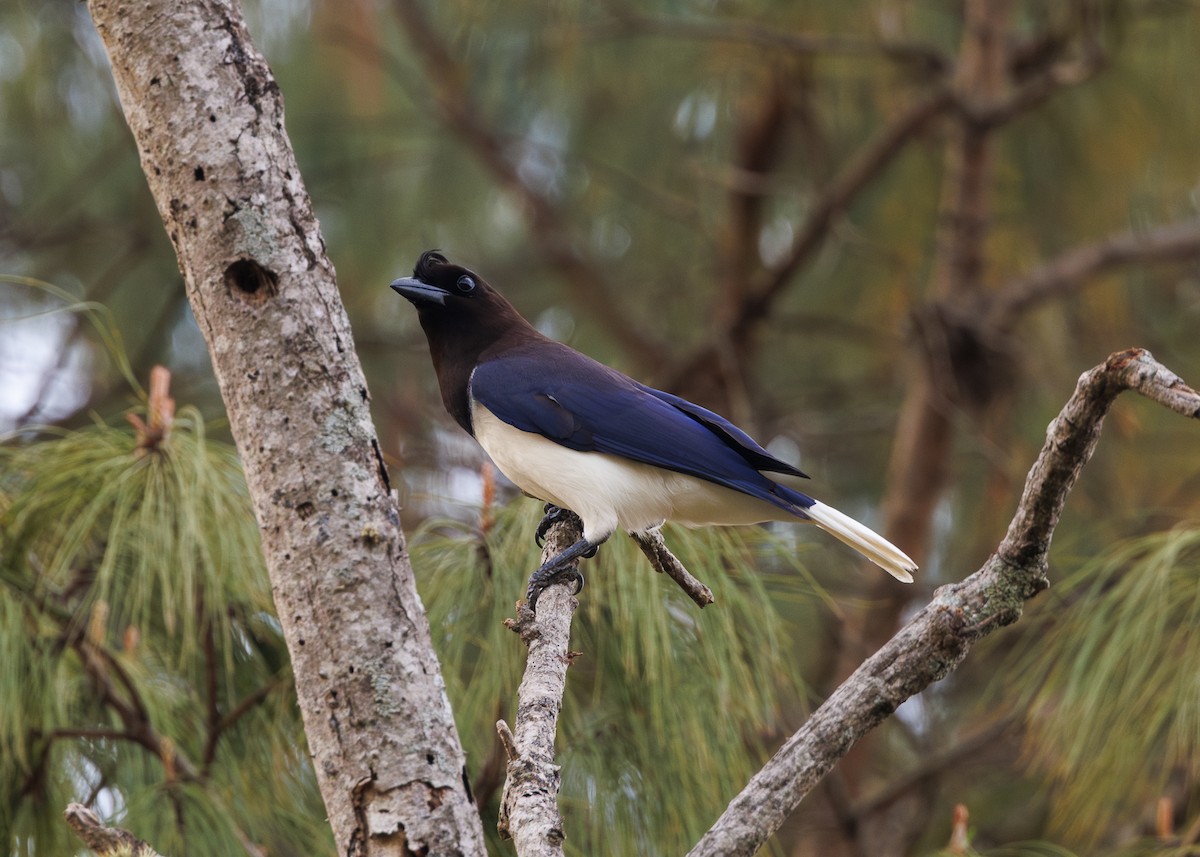 Curl-crested Jay - ML643554128
