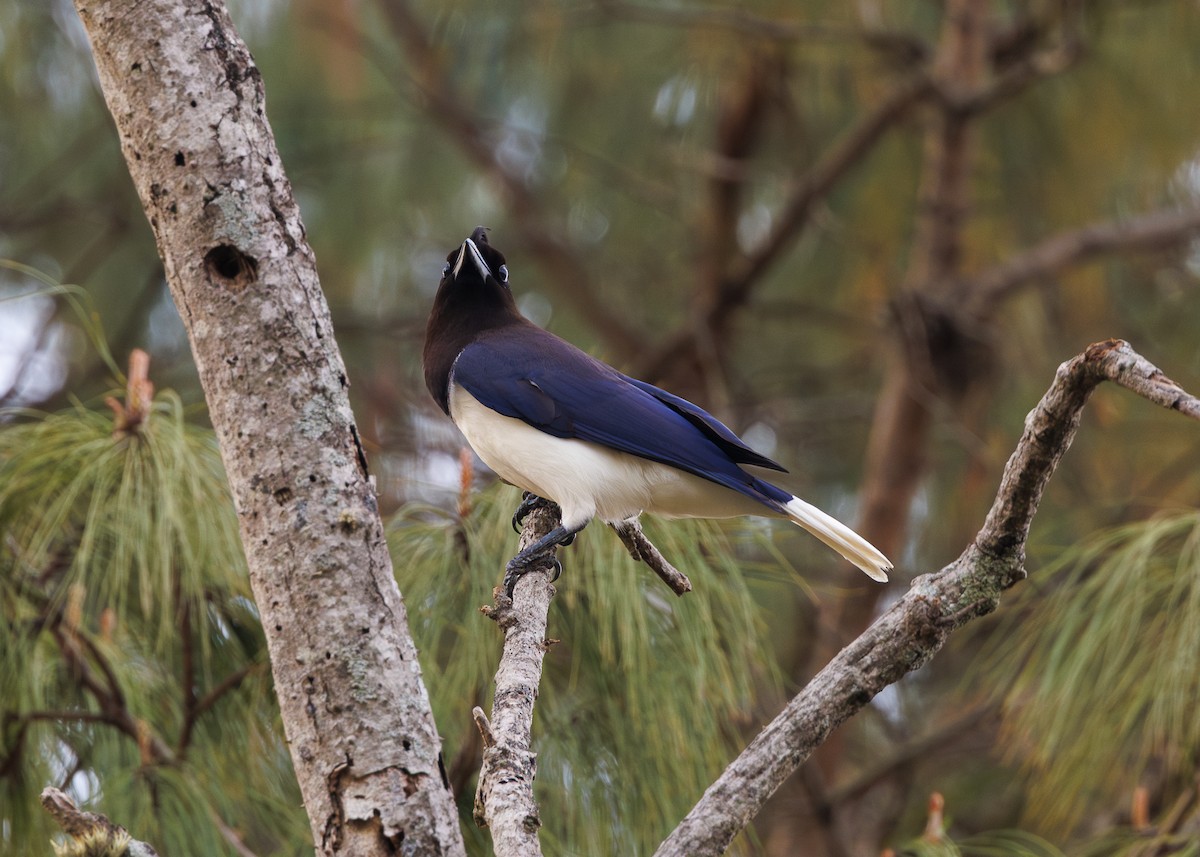 Curl-crested Jay - ML643554129