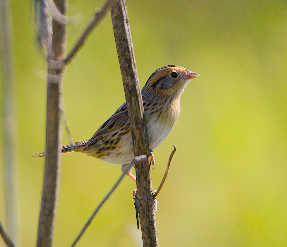 LeConte's Sparrow - ML643554169