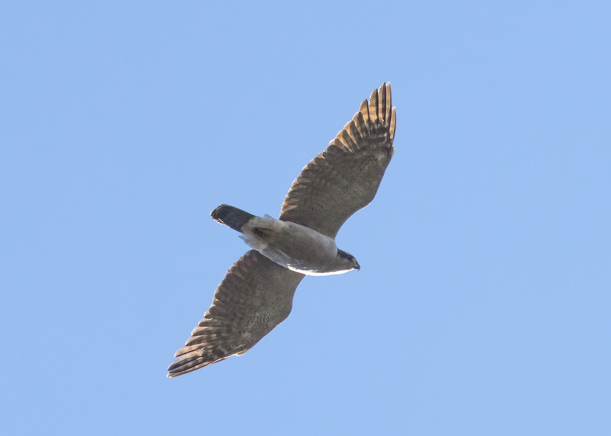 American Goshawk - ML643554173