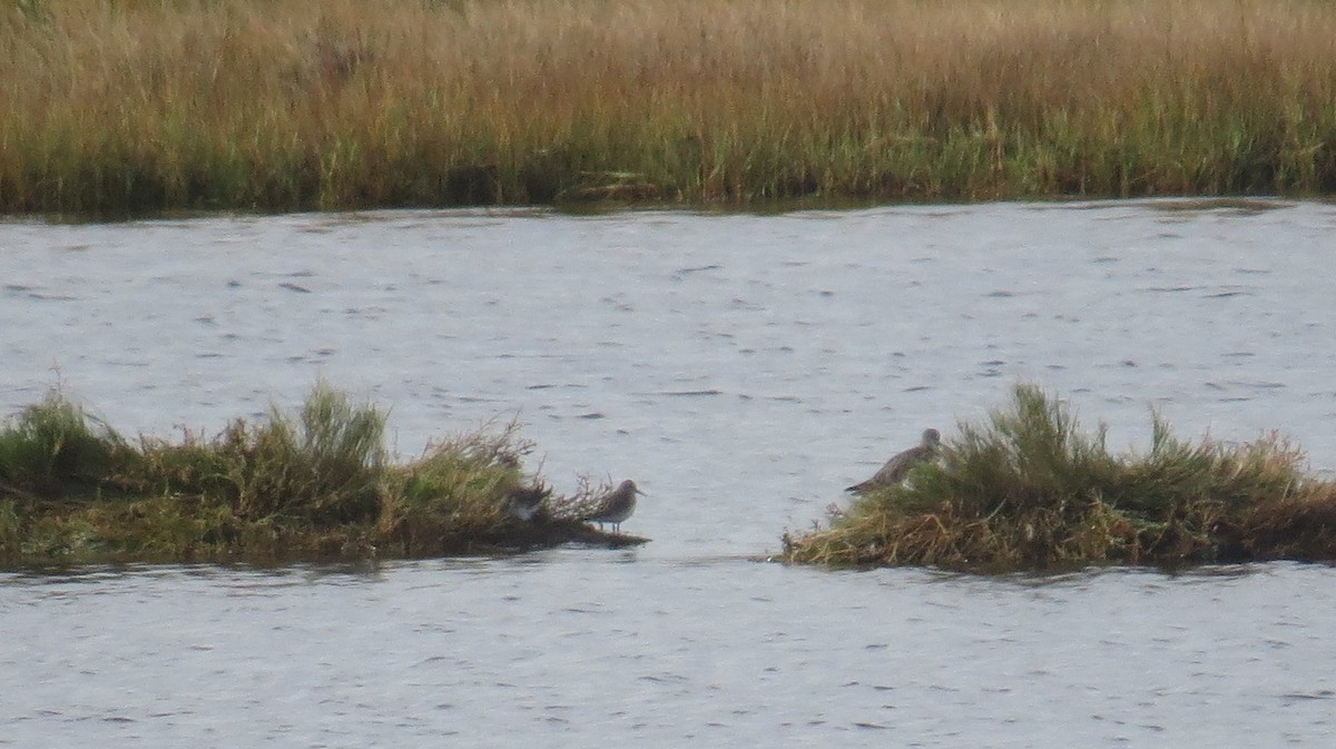 White-rumped Sandpiper - ML643554198