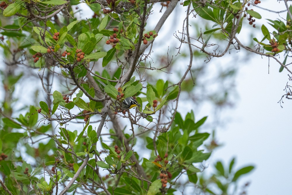 Yellow-throated Warbler - ML643554202