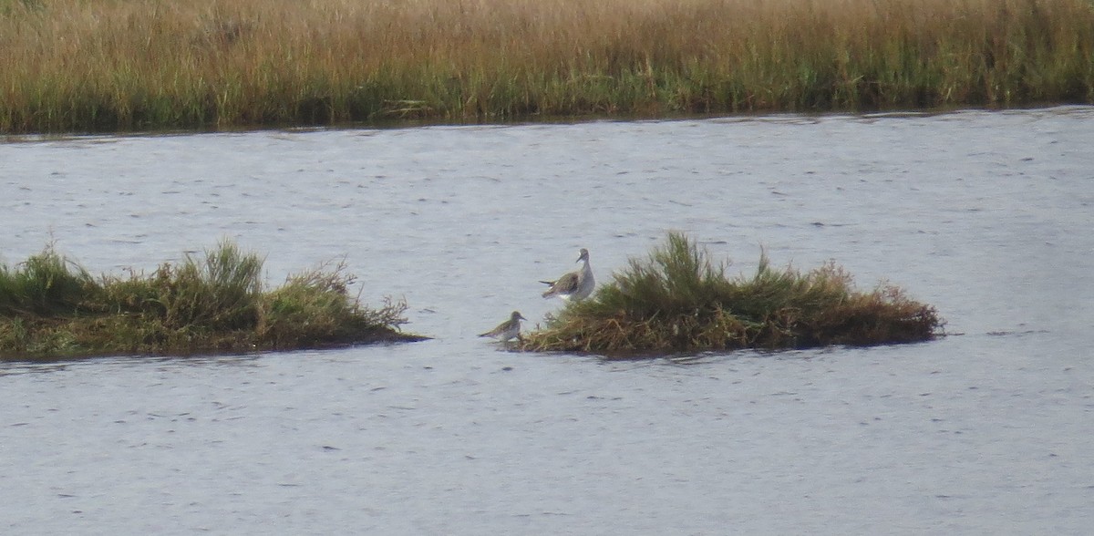 White-rumped Sandpiper - ML643554207