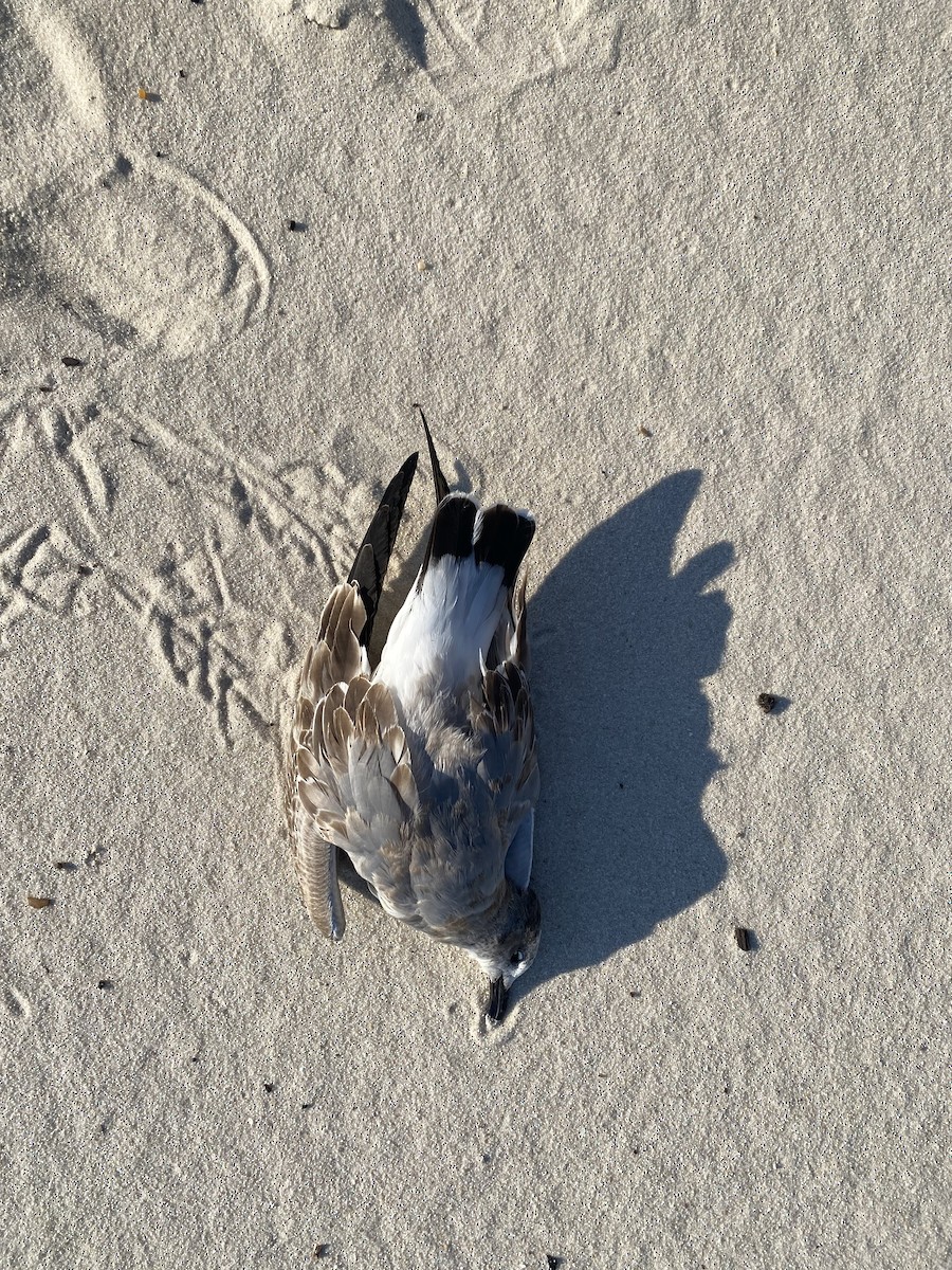 Antxeta mokogorri amerikarra - ML643554211