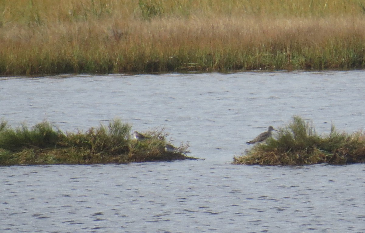 White-rumped Sandpiper - ML643554213