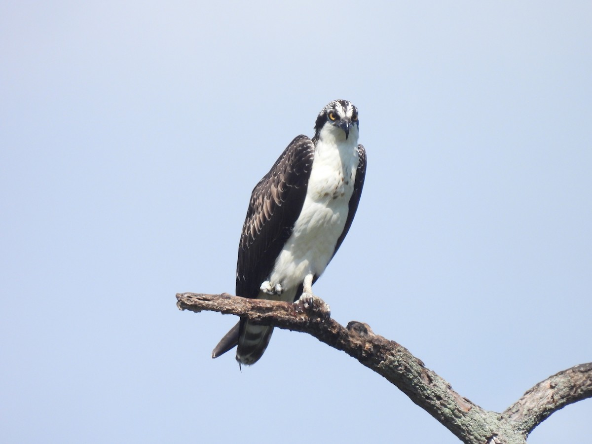 Falco pescatore - ML643554223
