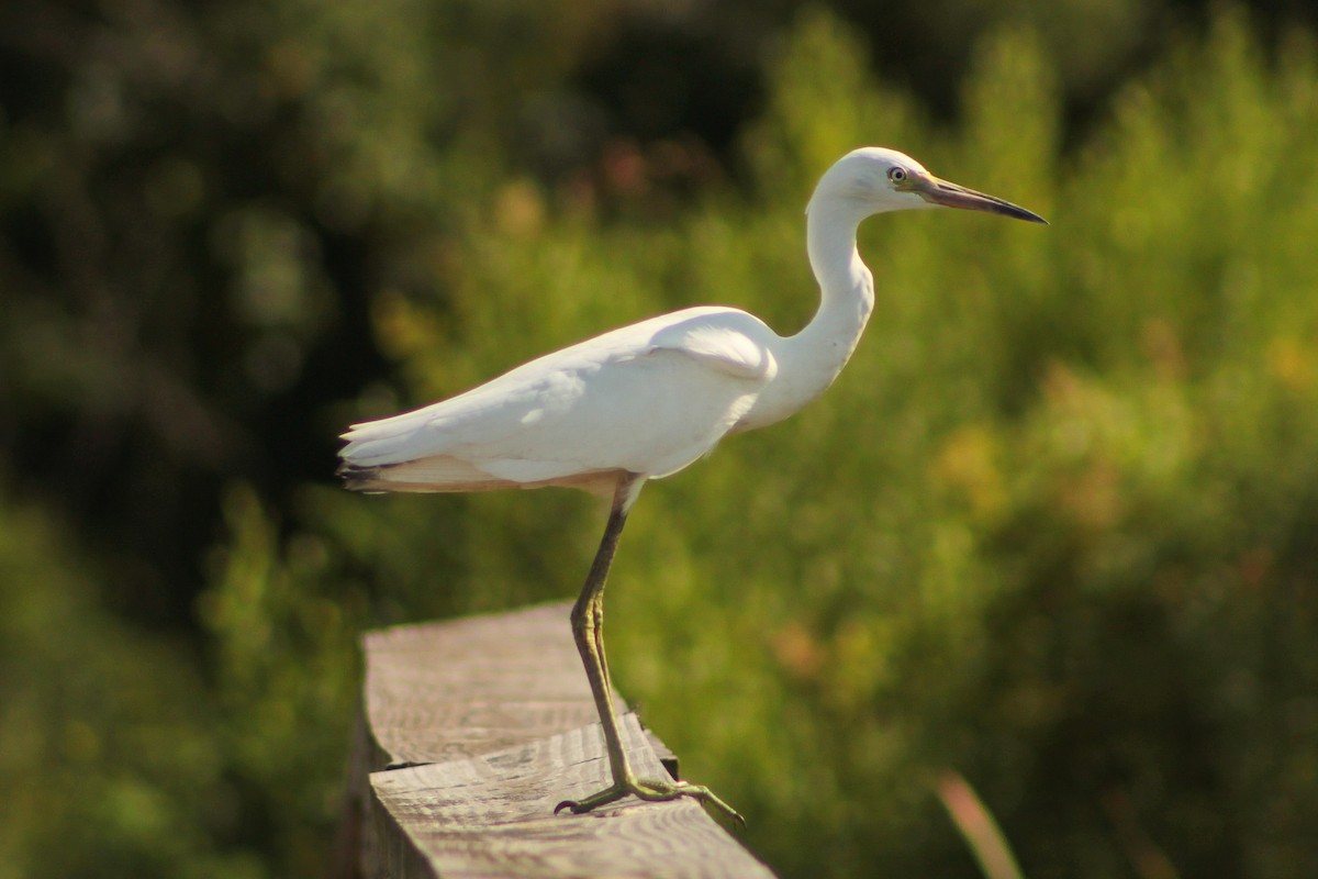 Little Blue Heron - ML643554225