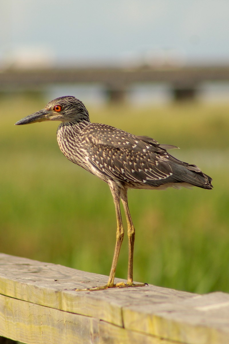 Yellow-crowned Night Heron - ML643554231