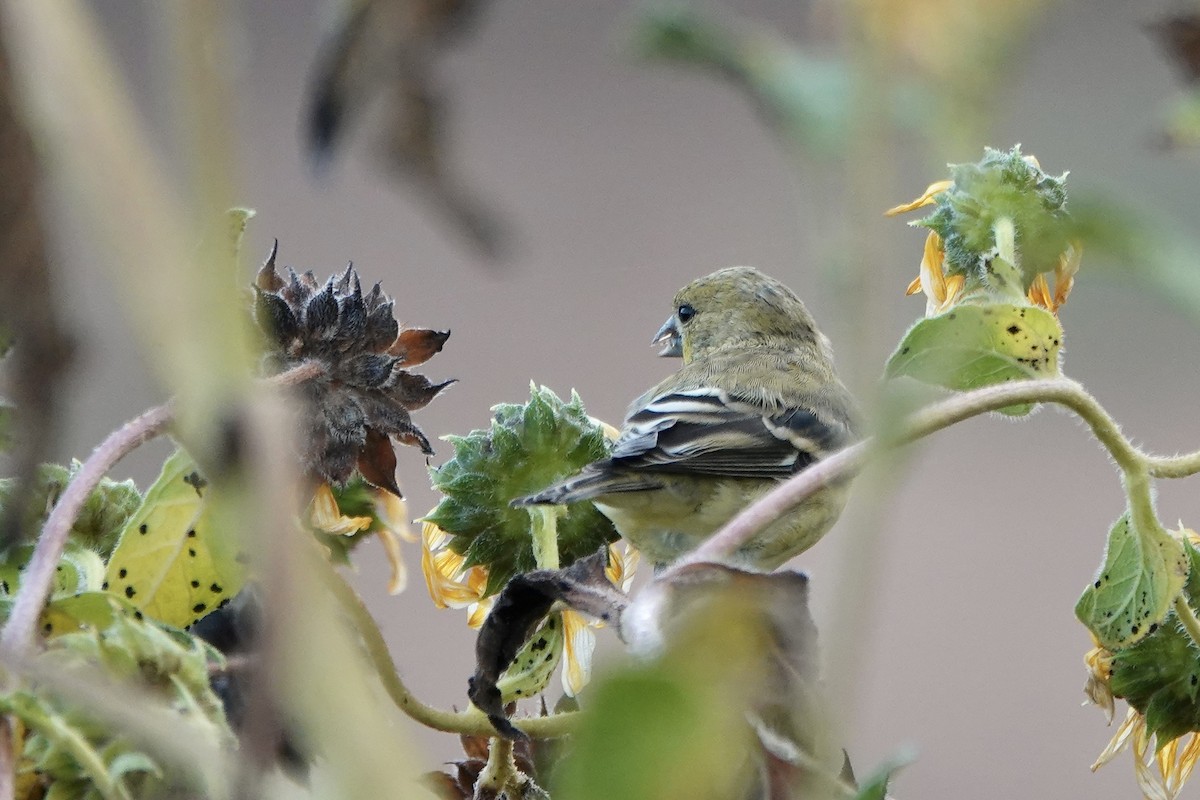 Lesser Goldfinch - ML643554234