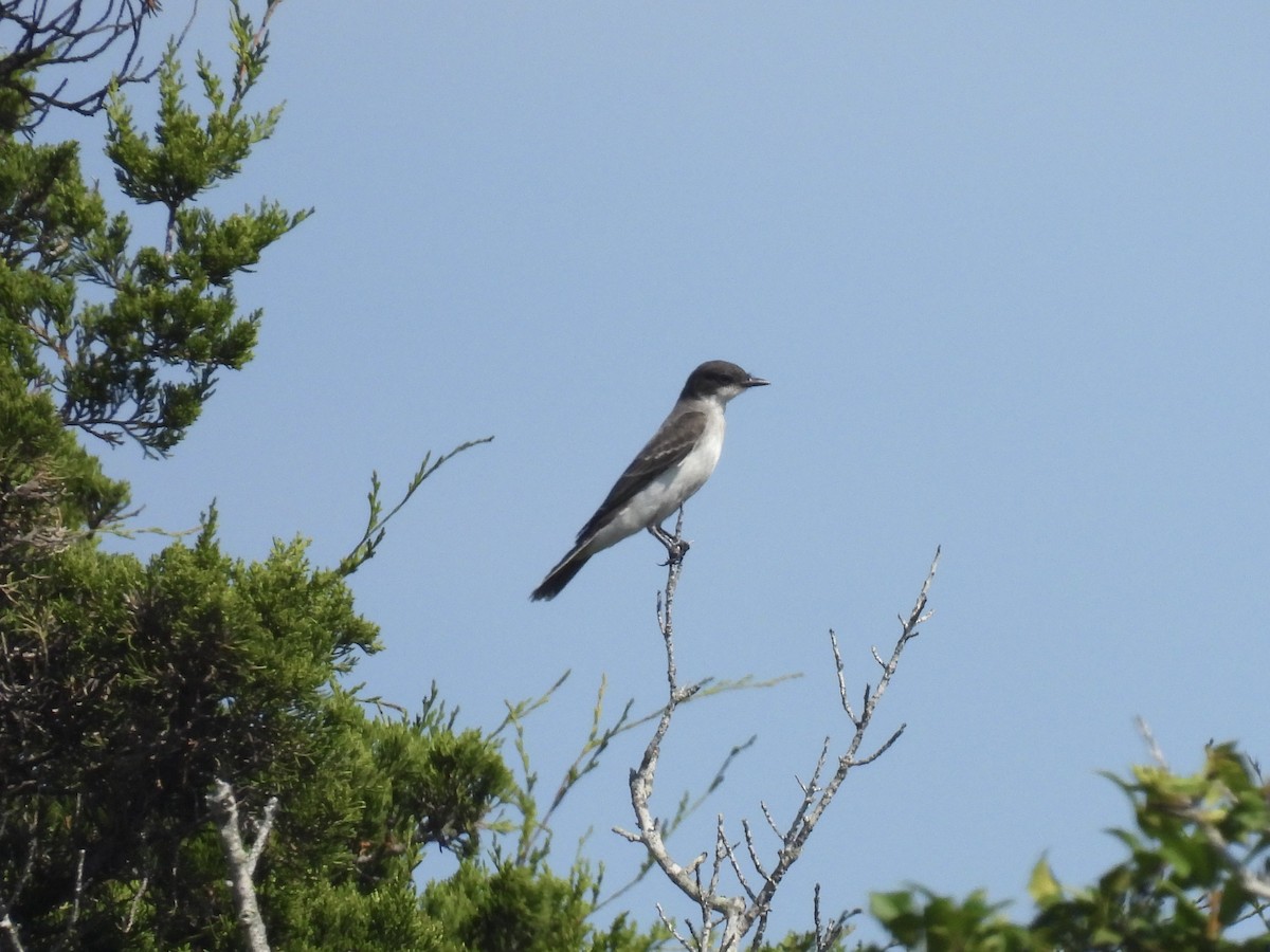 Eastern Kingbird - ML643554244