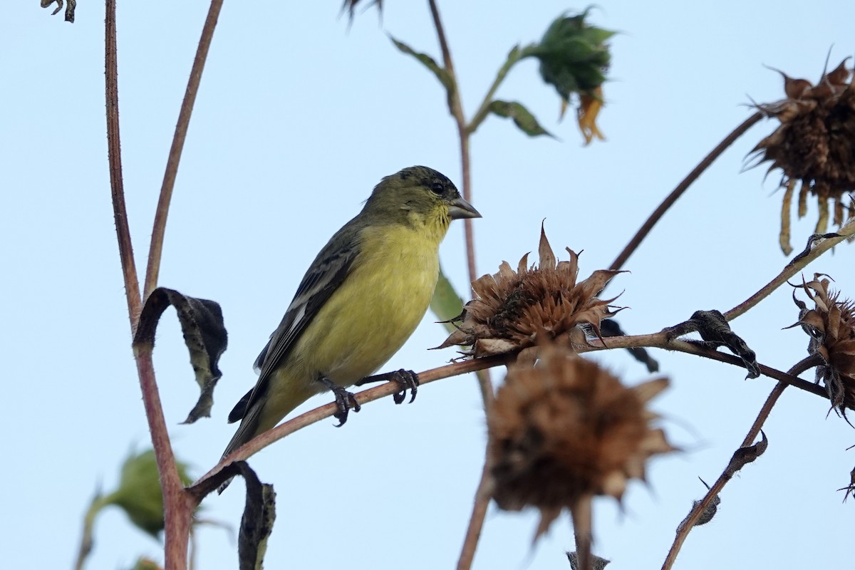 Lesser Goldfinch - ML643554245