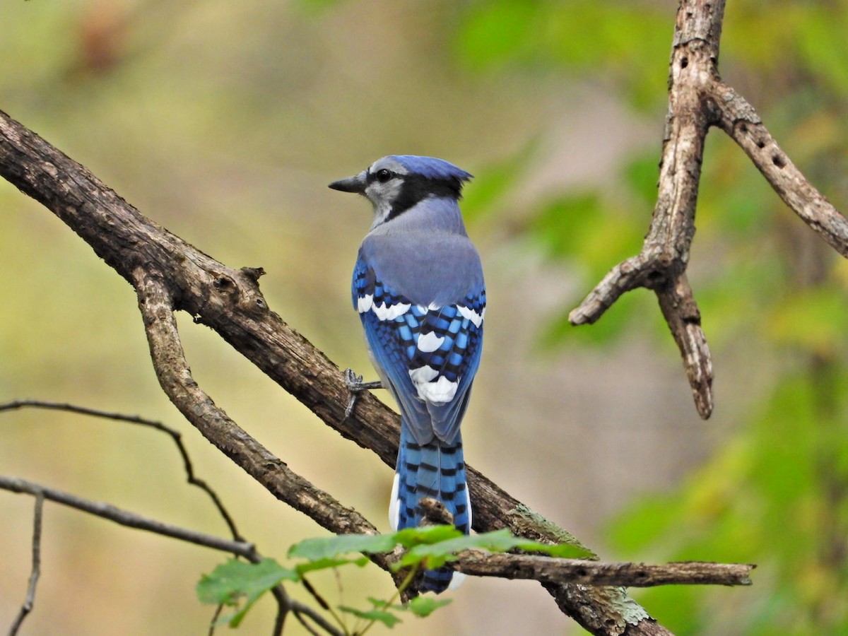 Blue Jay - ML643554246