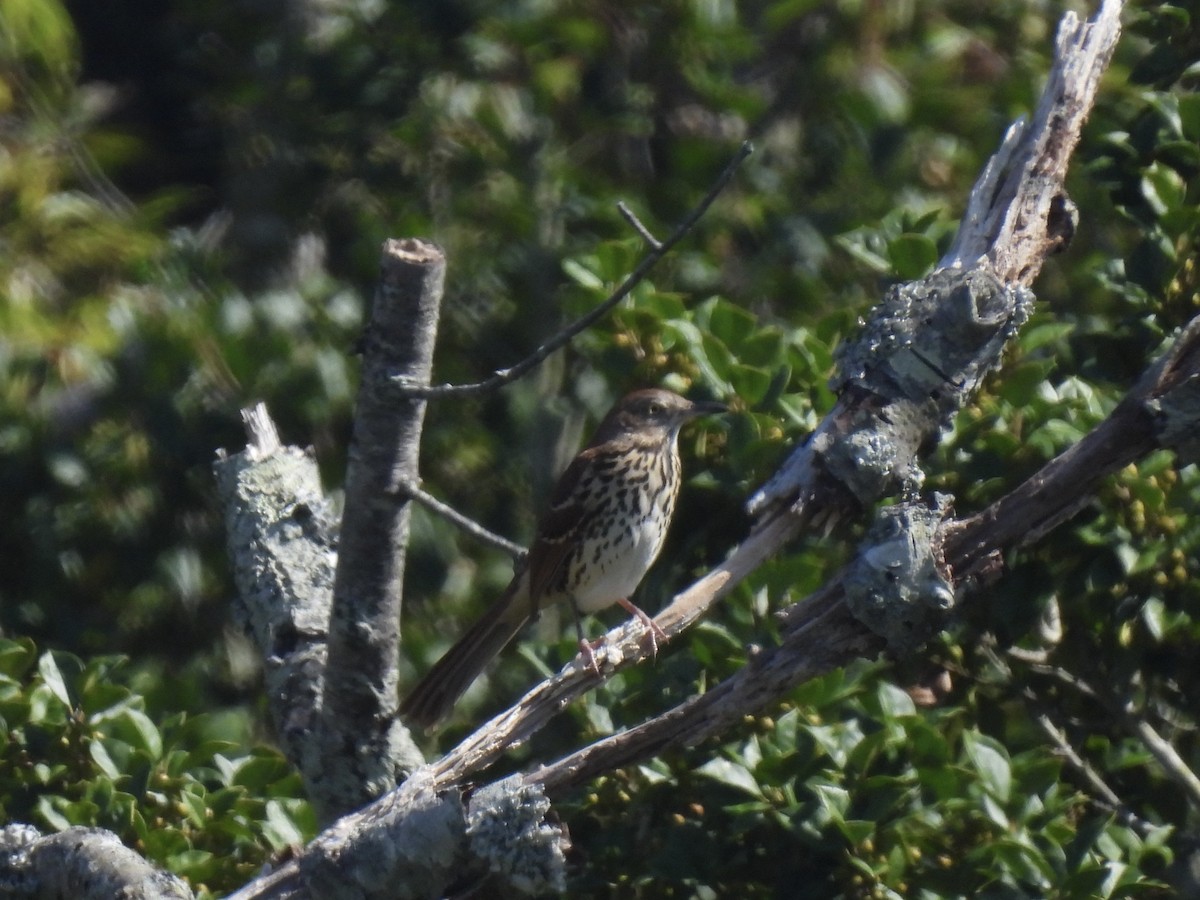 Brown Thrasher - ML643554257