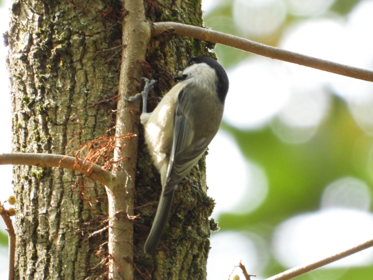Carolina Chickadee - ML643554258