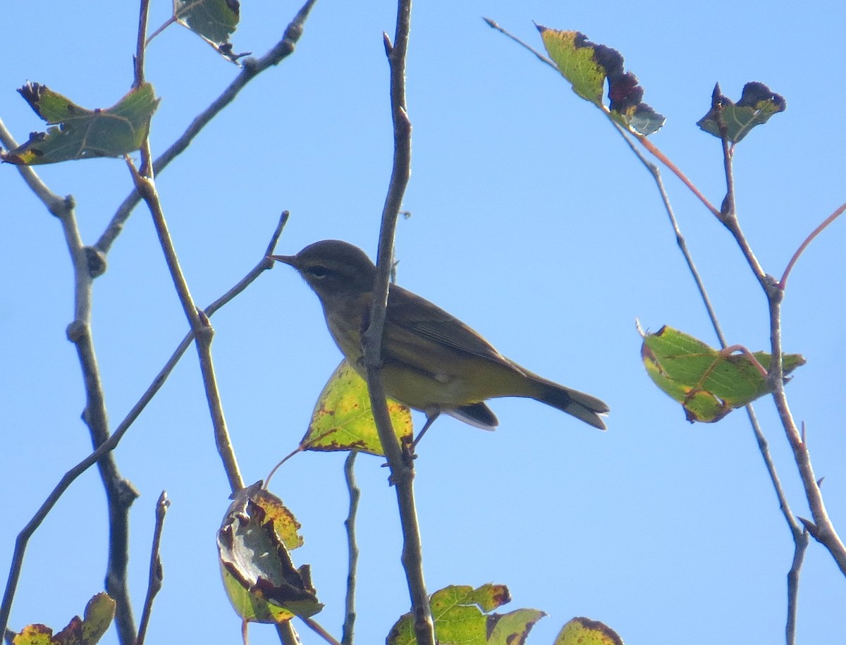 Palm Warbler (Yellow) - ML643554261