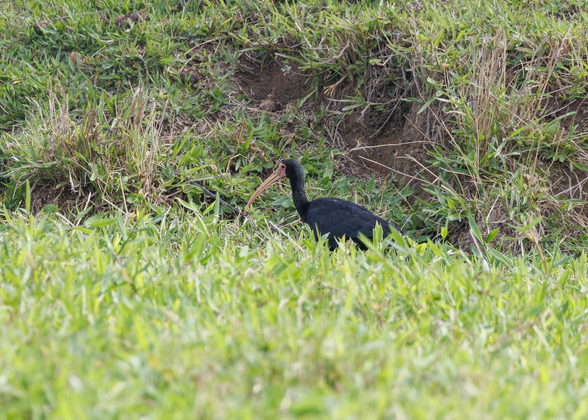 Bare-faced Ibis - ML643554289