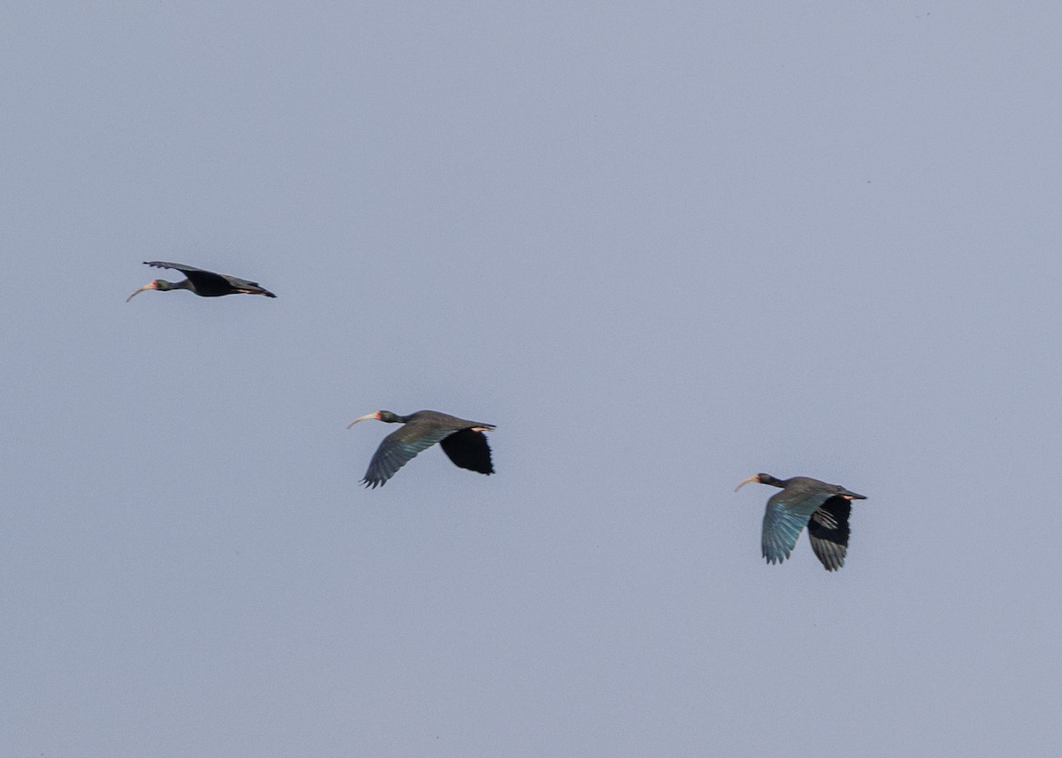 Bare-faced Ibis - ML643554290