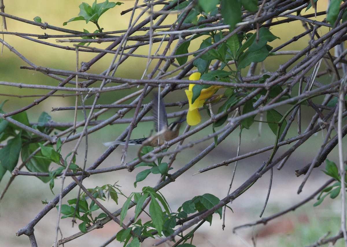 Planalto Hermit - ML643554295