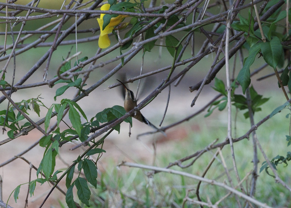 Planalto Hermit - ML643554296